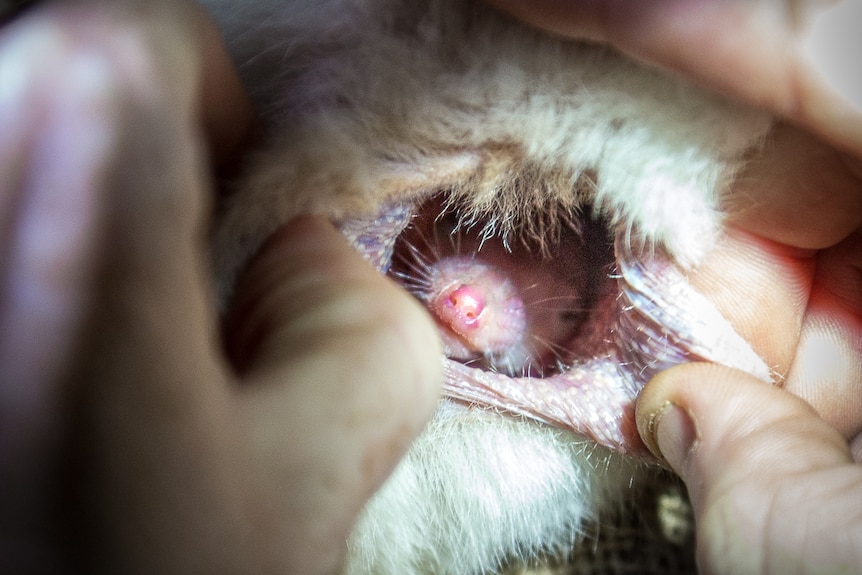 Human hands stretch out the opening of a bilby pouch with a pink bilby head looking out