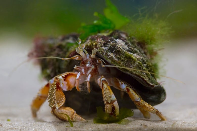 Common hermit crab (Pagurus bernhardus) foraging on the sea floor. 