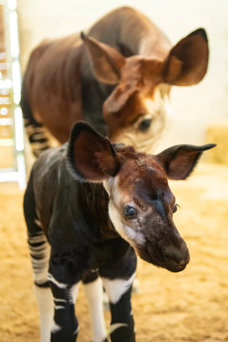 Beni the Baby Okapi