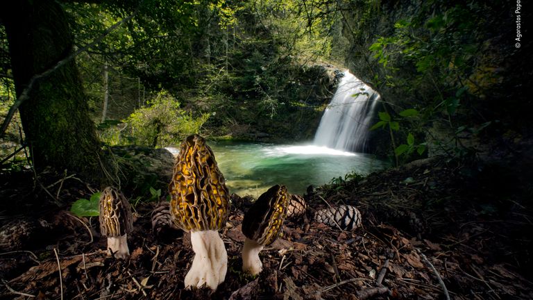 The magical morels by Agorastos Papatsanis, Greece