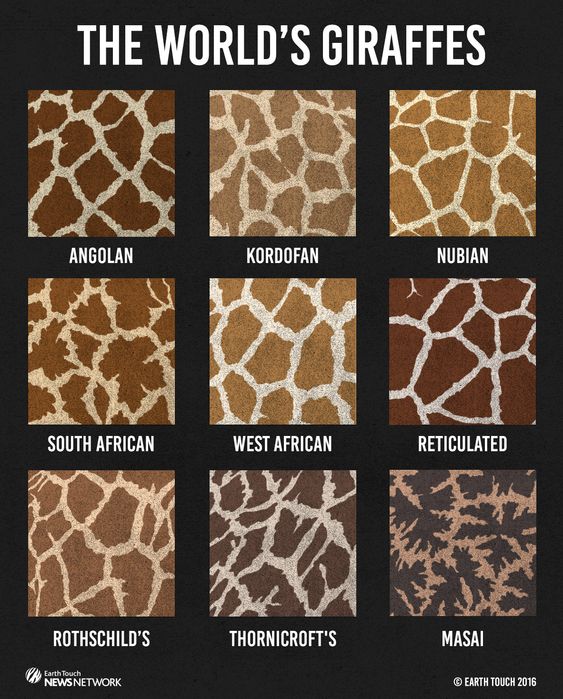 There are nine recognised subspecies of giraffe, each with distinguishable coat markings.