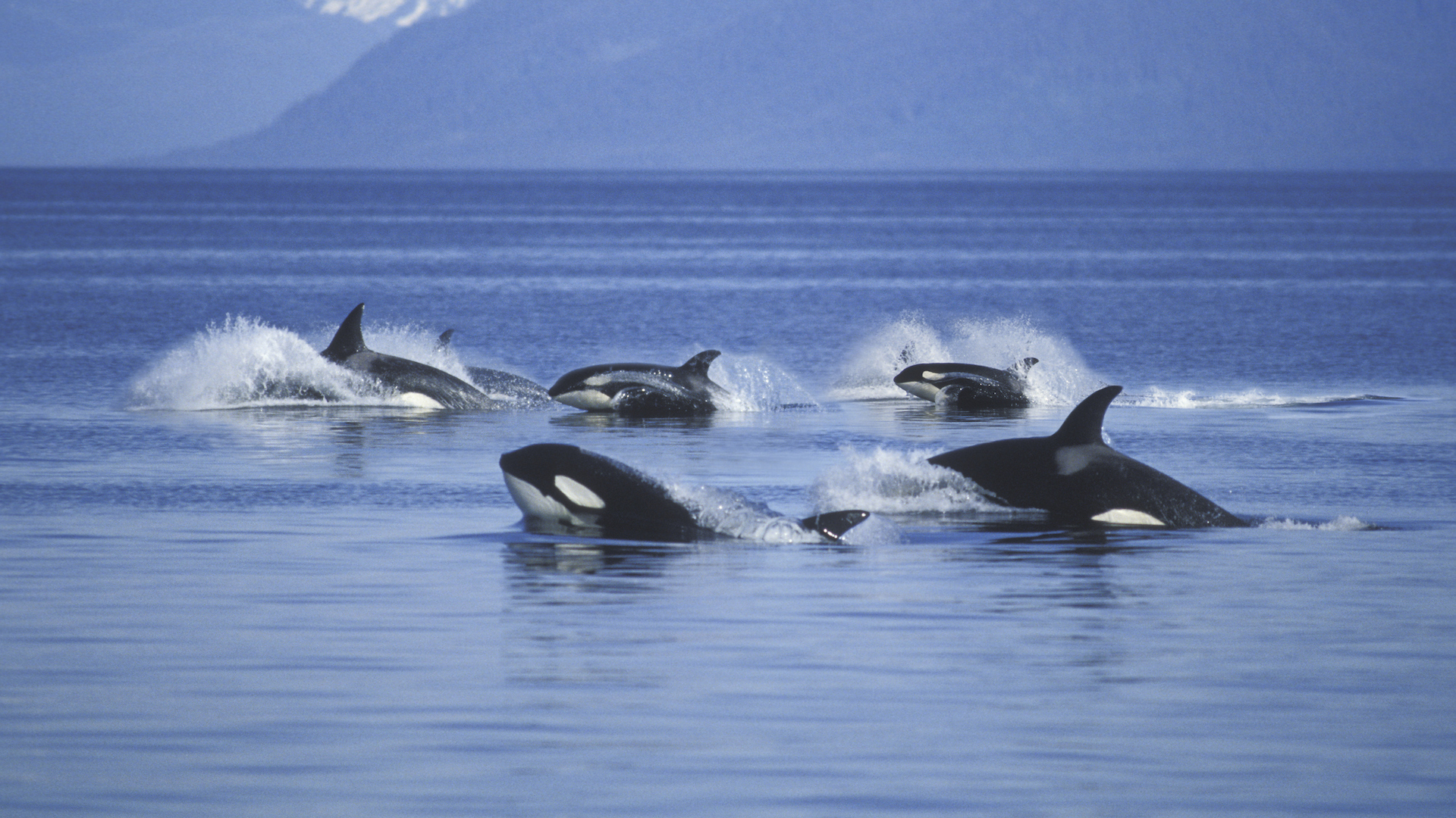 A photograph of a pod of killer whales jumping from the water with icy mountains in the background