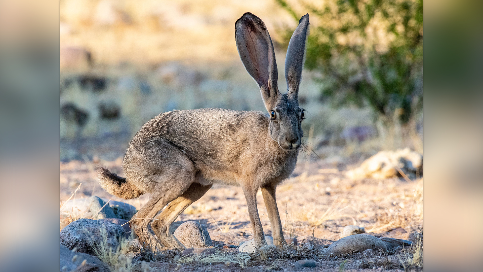 A black-tailed jackrabbit in Arizona.