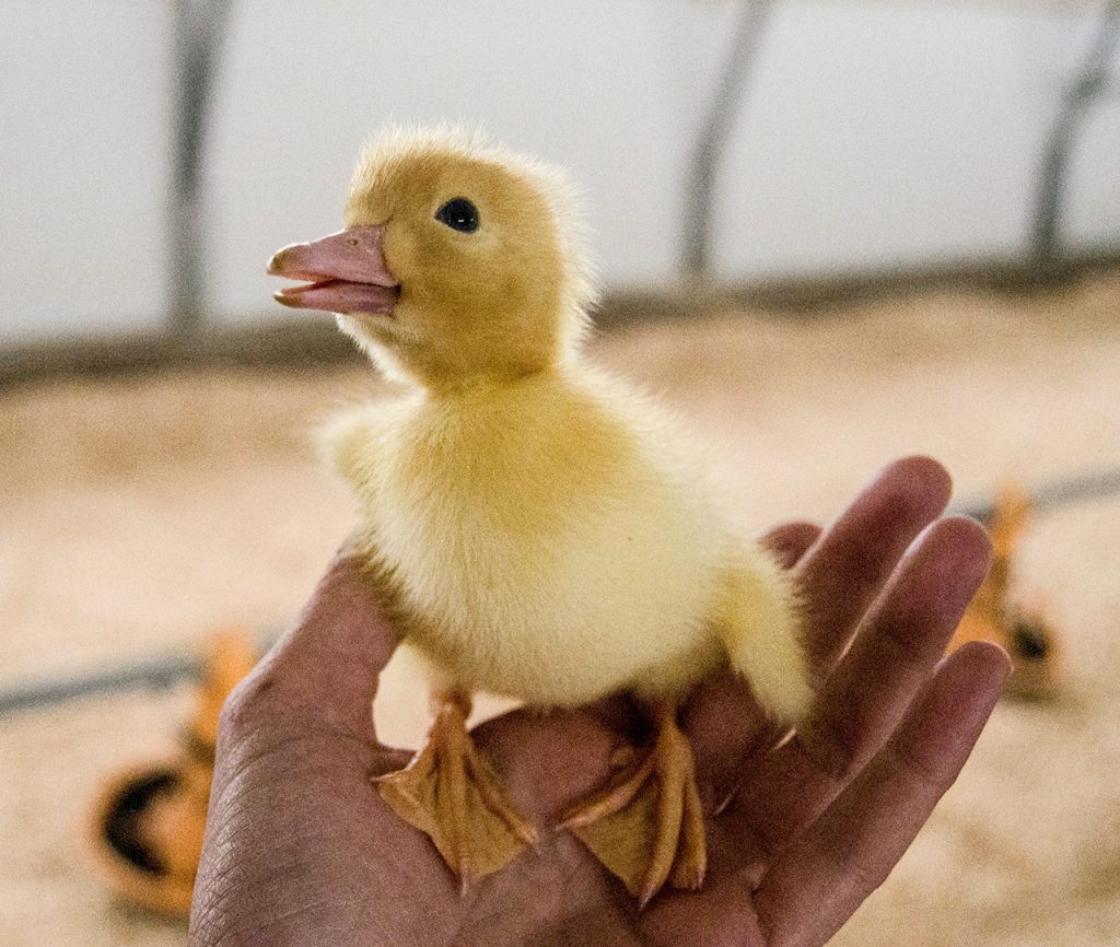 Hand holding a duckling raised for foie gras