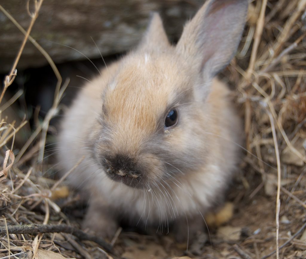 Rescued rabbit