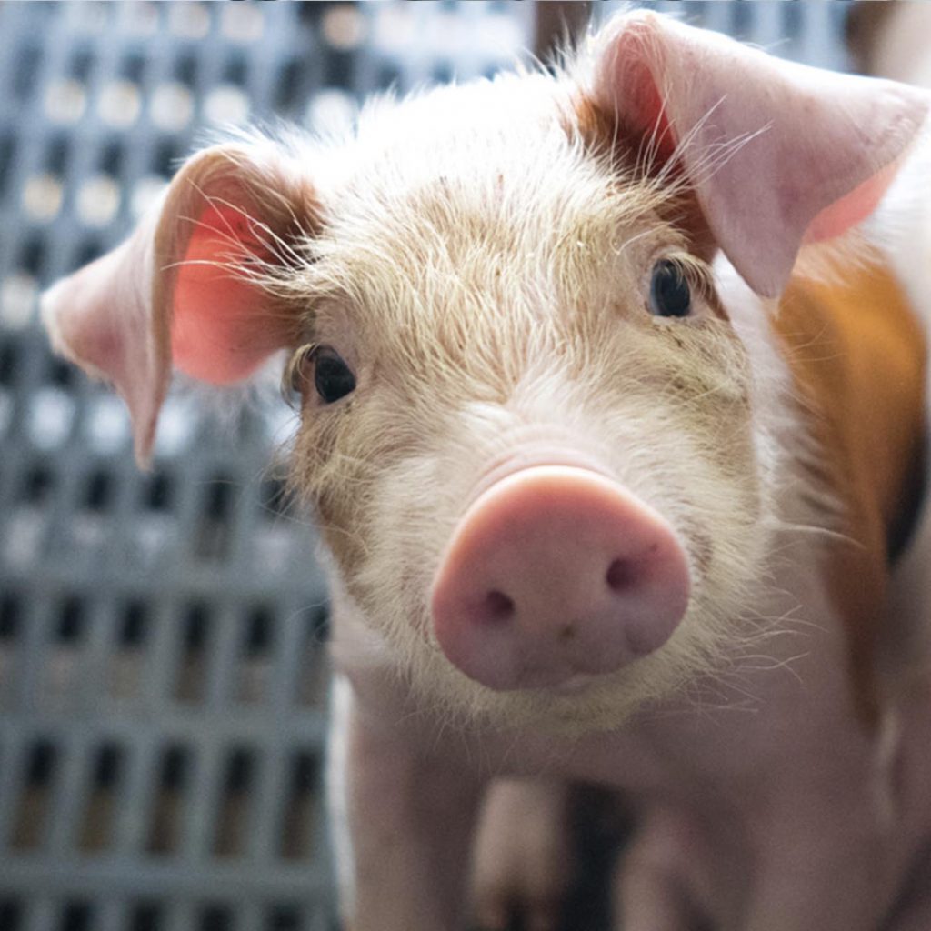 Piglet in a factory farm