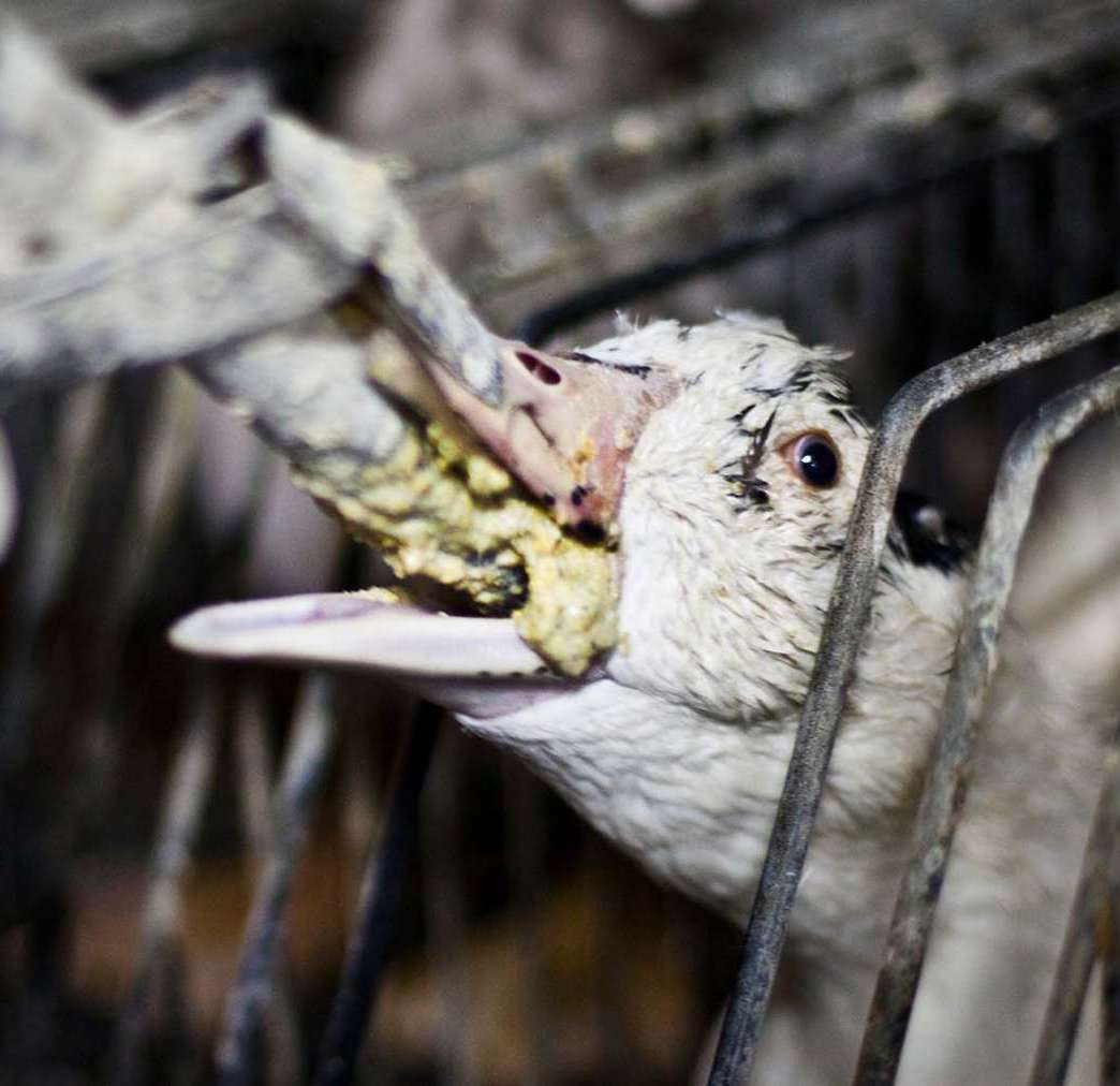 Bird,Branch,Beak,Twig,Feather,Close-up,Wire fencing