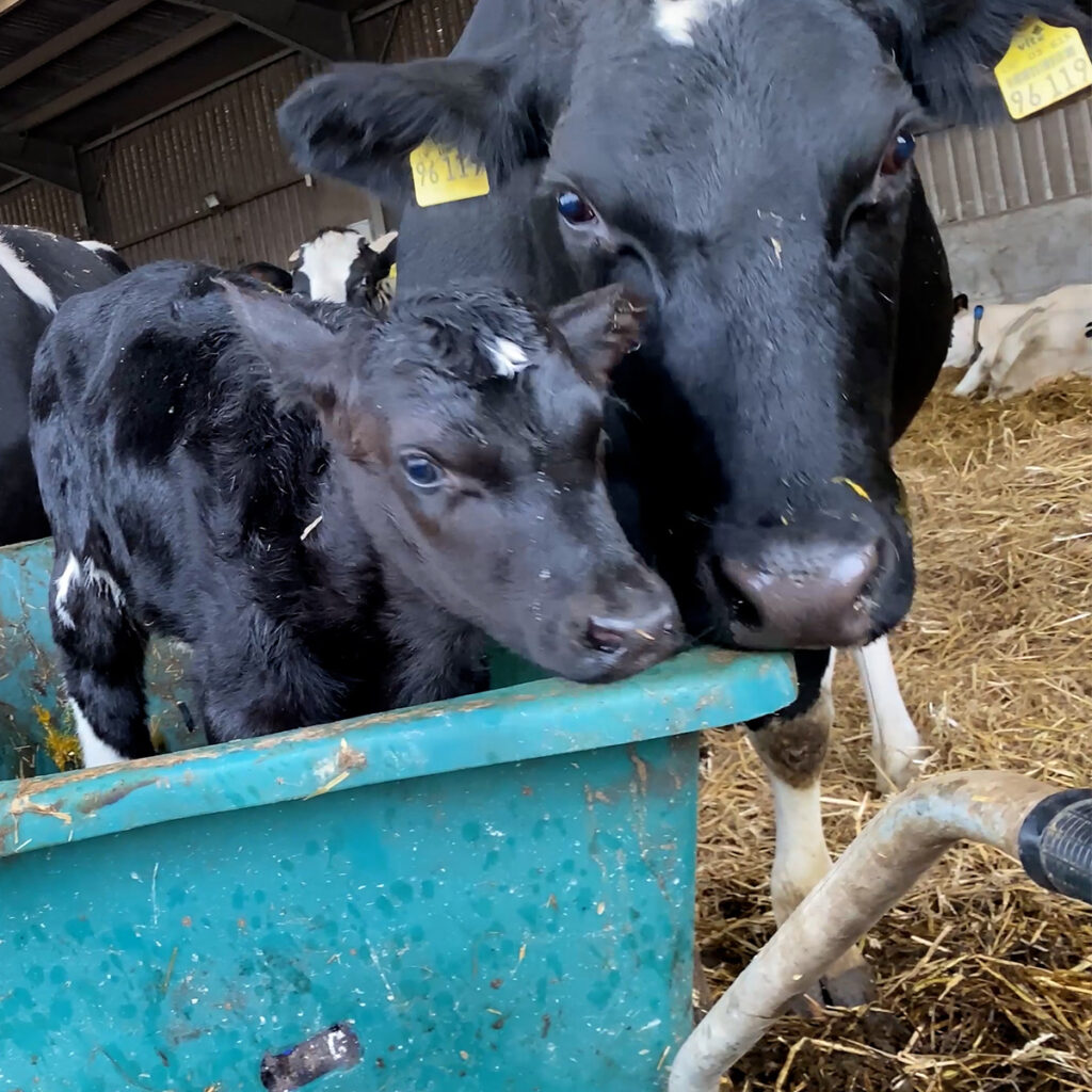 mother cow protecting her baby