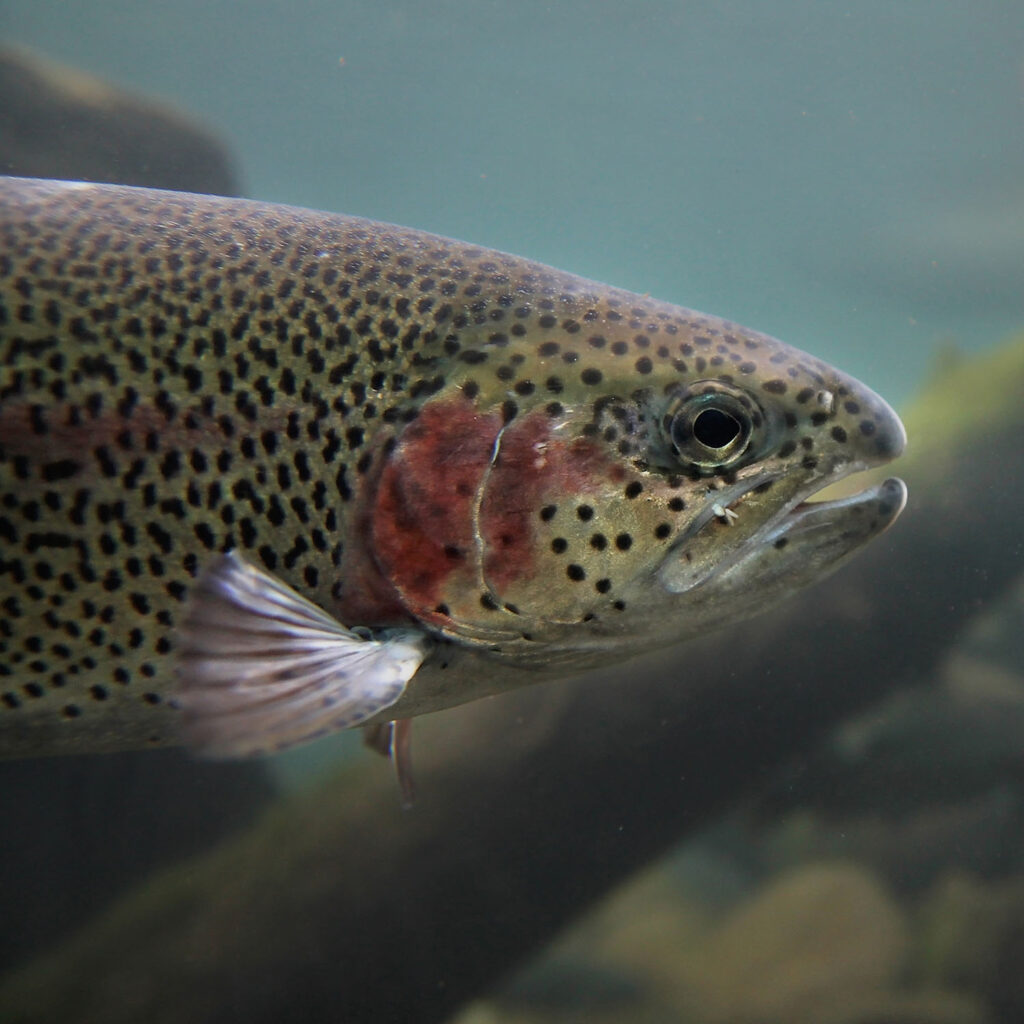 Fish in a aquatic factory farm