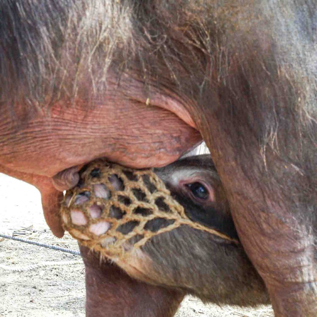 a calf with a net over his mouth trying to drink milk from his mother