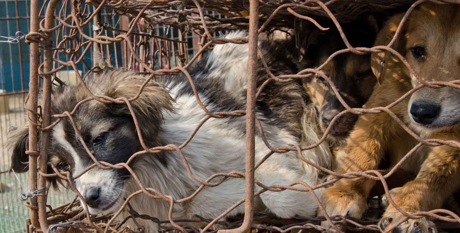 dogs trapped in cage