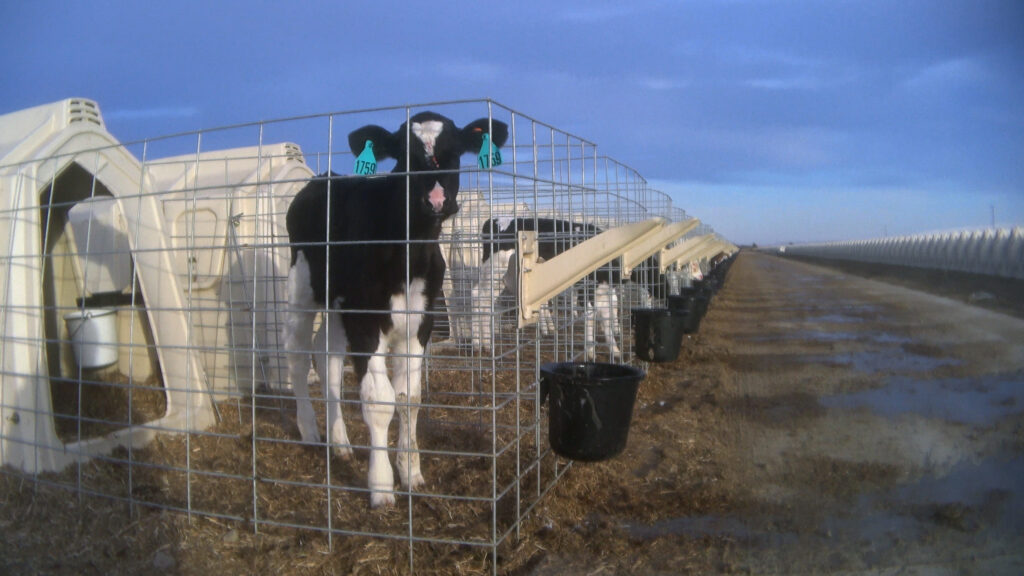 Calf standing outside plastic shelter