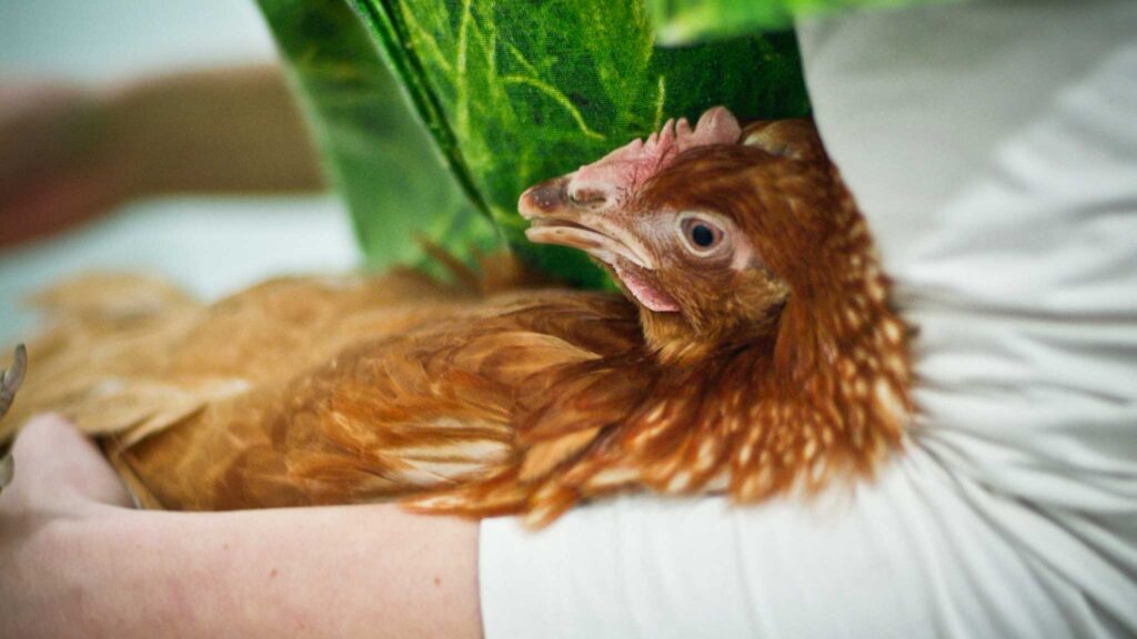 chicken in arm of human