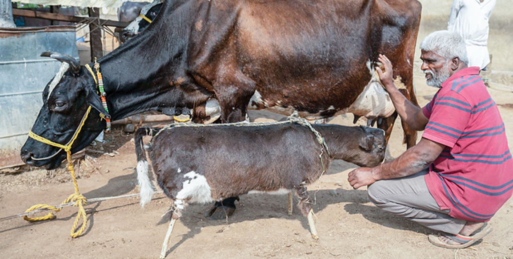 a farmer is kneeling down next to adult cow with dead baby calf stuffed with hay