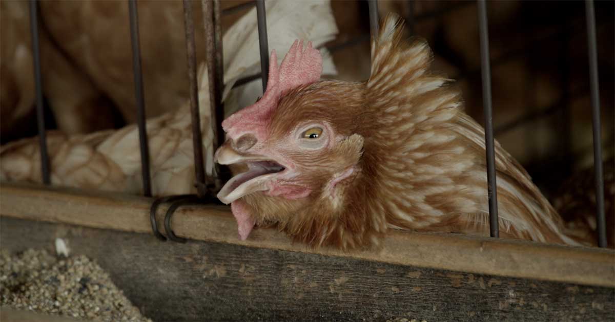 Hen trapped in wire cage