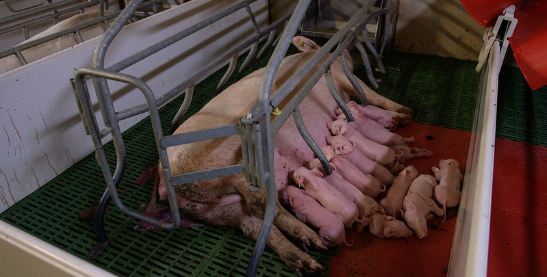 Farrowing crate