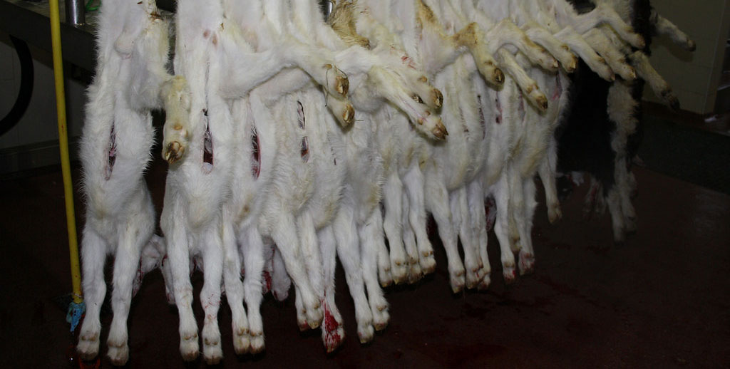 2024-colorado-lamb-processors-lambs-hung-by-legs