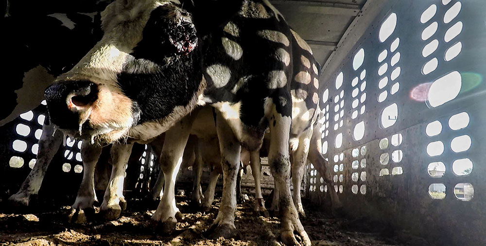 Sick cow on transportation truck