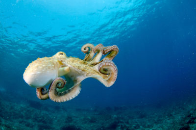 A recent study found evidence that octopuses feel pain in a similar way to mammals.