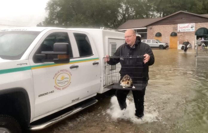 animal shelter edgewater evac shelter rescue