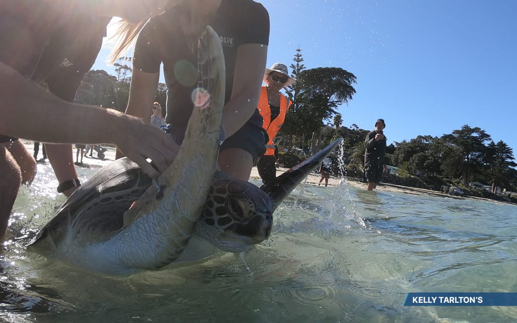 Green turtle Connie released in the Far North