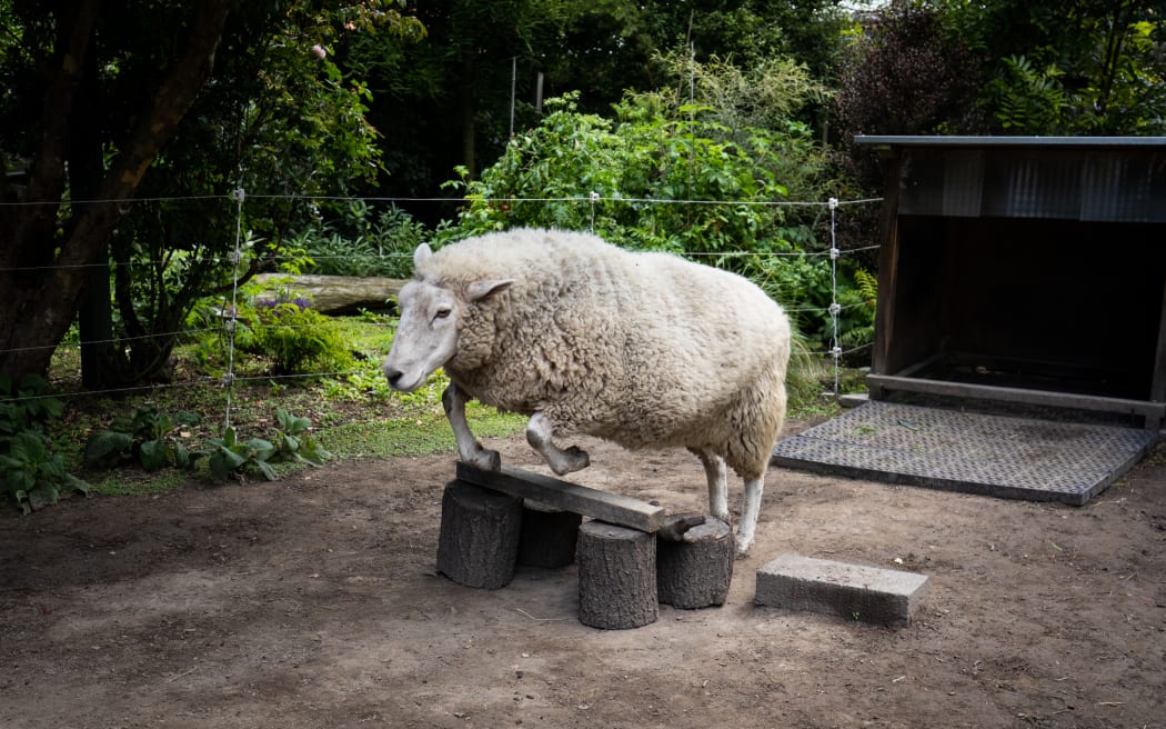 Leaping a jump is just one of 29 commands Lucky can follow.