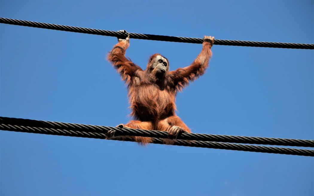 Auckland Zoo's orangutans try out the new aerial pathways.