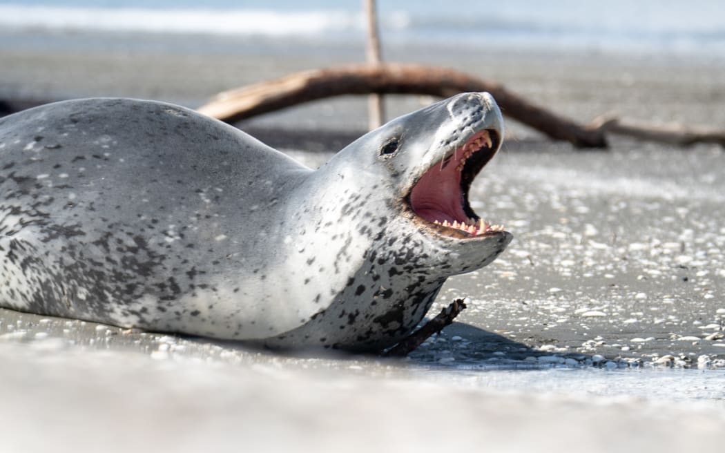 A leopard seal spotted on the beach at Petone, Lower Hutt, displays a warning behaviour on 8 September, 2022.