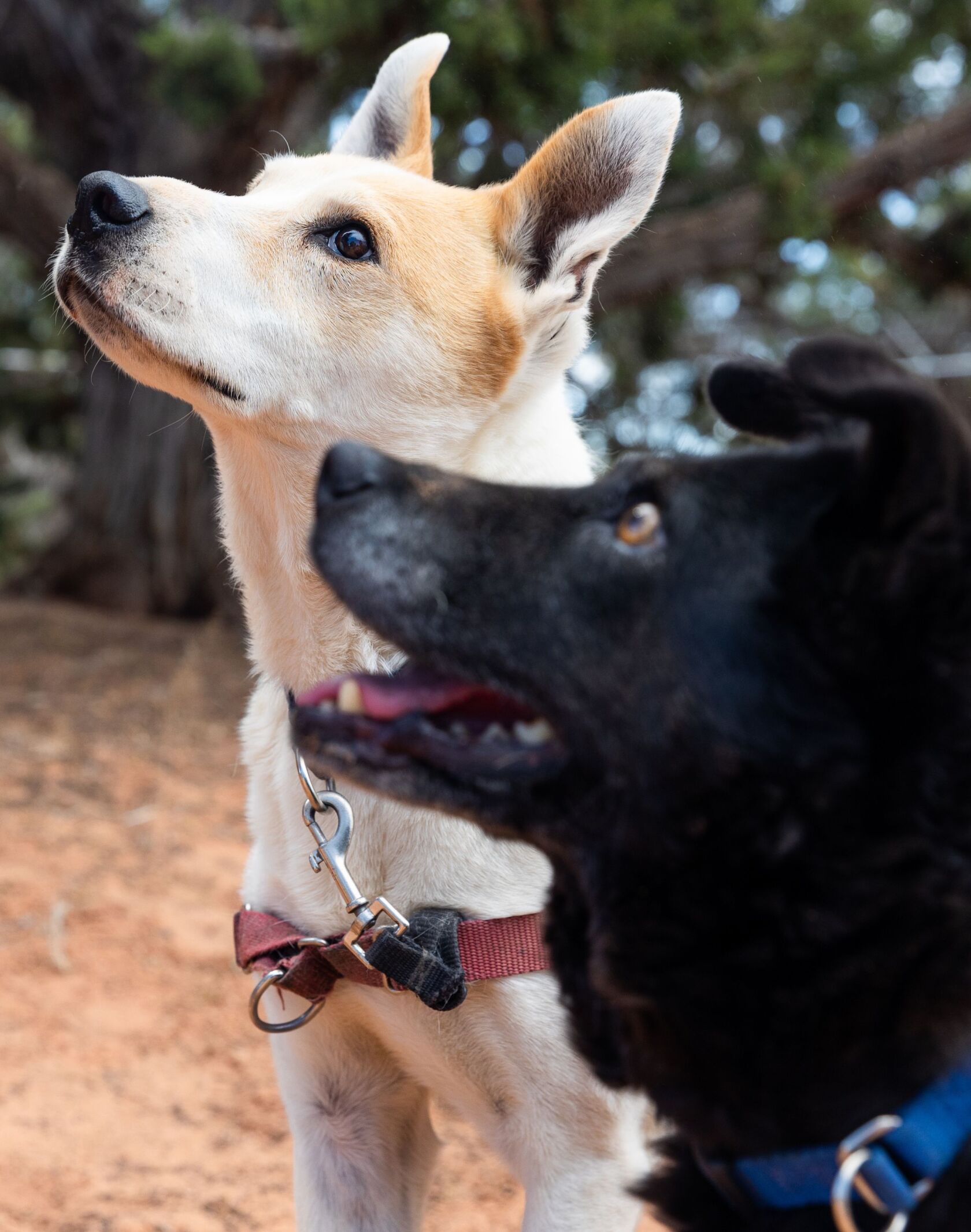 Left to right, Elton and Hannah wait for treats while playing at one of the dog parks at Best Friends Animal Sanctuary in Kanab on Wednesday, July 26, 2023. Elton and Hannah are two of five dogs at Best Friends with brucellosis; these dogs have their own space and dog park so they are able to live happy lives without spreading it to other dogs.