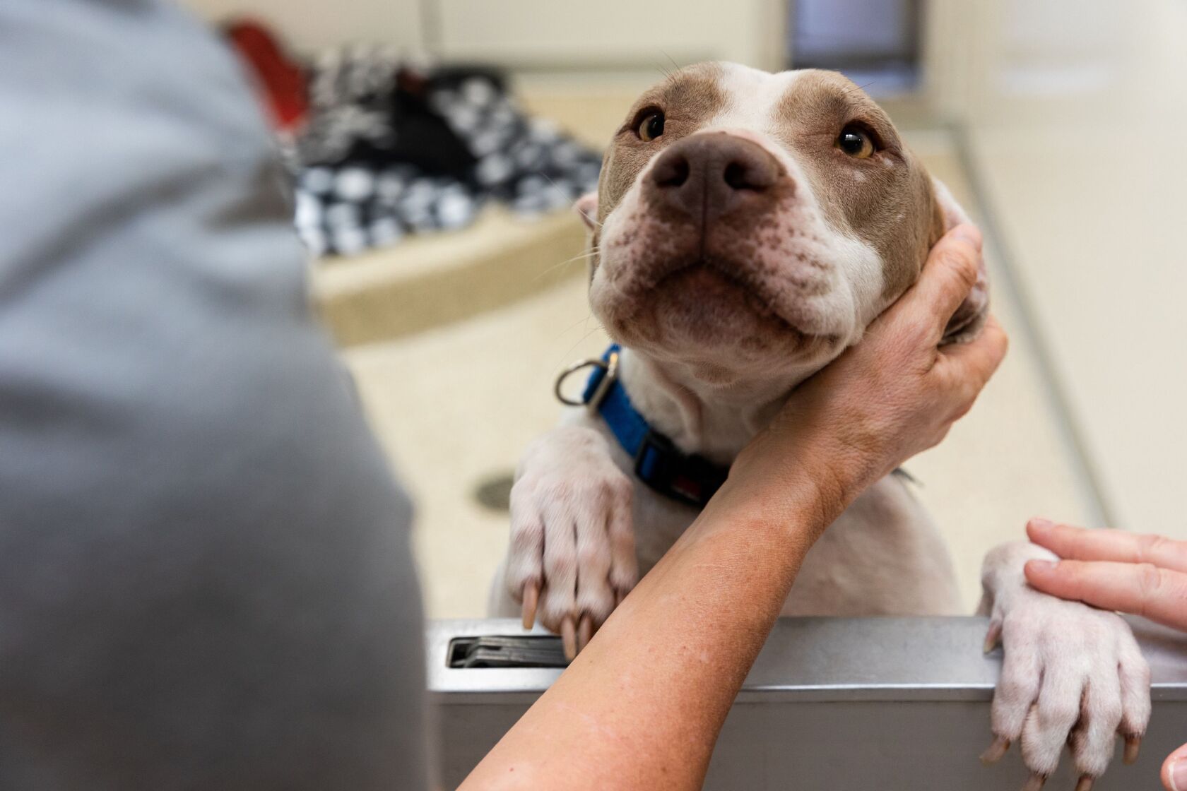 Michelle Sathe, communications strategist at Best Friends, pets Pink Diamond at Best Friends Animal Sanctuary in Kanab on Wednesday, July 26, 2023.