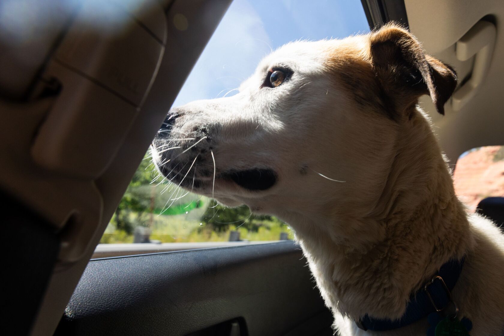 Cheese Coney rides in the car on his way for a sleepover at the Best Friends Roadhouse in Kanab on Wednesday, July 26, 2023. On sleepovers, pets get some one-on-one time with a human and the chance to experience life outside the sanctuary.