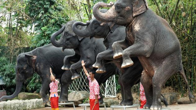 An elephant show in Bangkok, Thailand