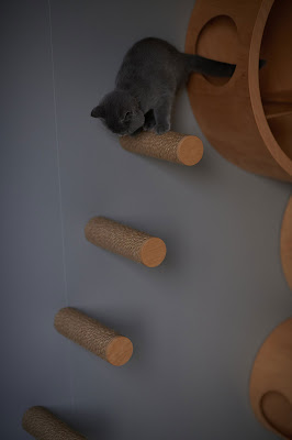 A set of cat steps is affixed to a walk and a kitten is at the top going down