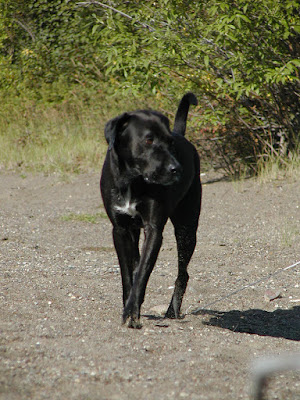 A black Labrador-type dog with a white patch on their chest walks along a trail in summer