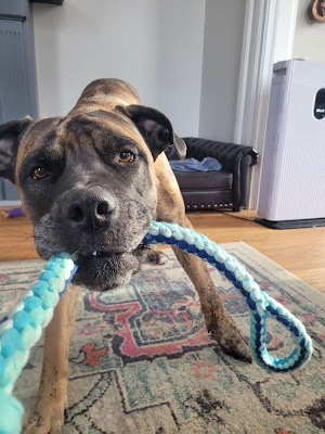 A dog tugs on a blue rope toy