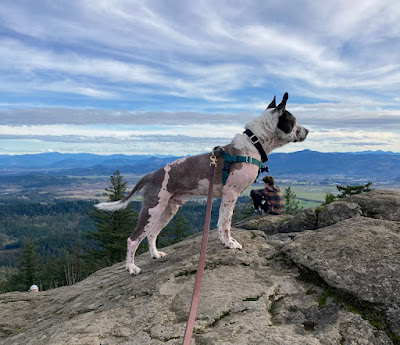 An optimistic dog at a viewpoint at the top of a mountain