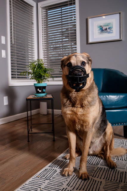 A handsome large dog wearing a muzzle sits politely in a living room