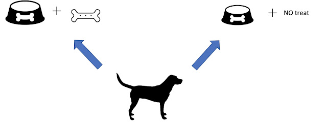 A dog learns that a bowl on the left always has food whereas the one on the right is empty