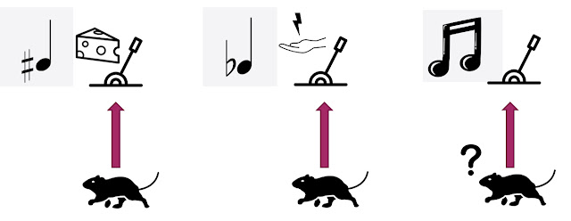 Rats are taught to discriminate between tones that mean cheese or no cheese