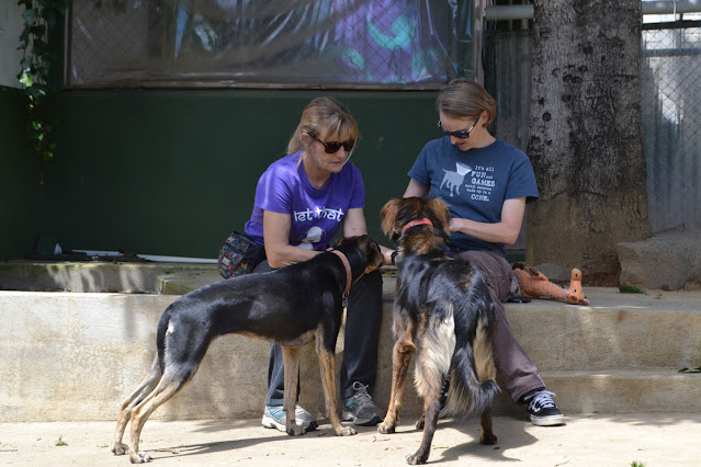 Linda Green (left) and Kristi Benson with two of the Unidos para los Animales dogs