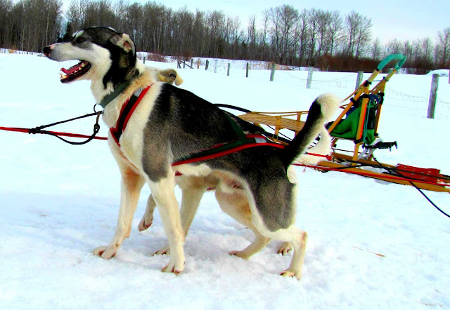 Oyster, a rescued sled dog in harness against a snowy landscape