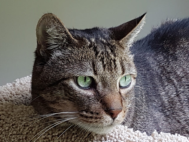 A tabby cat with amazing green eyes sits in a cat tree