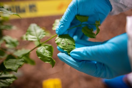 A forensics student examines a speck of blood on a leaf.