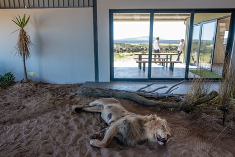 A stuffed lion in a fake crime scene at the Wildlife Crime Forensic Academy.