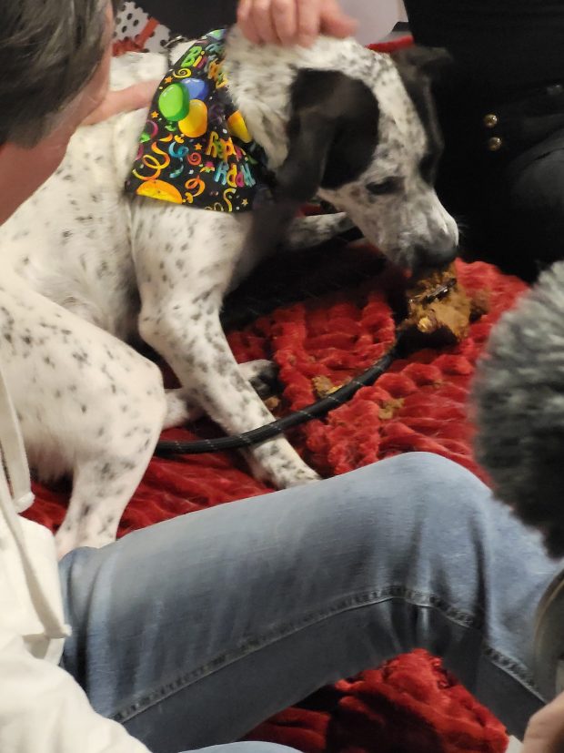 One-year-old Australian Cattle Dog mix Danica enjoyed her birthday cake during a party for her and her siblings on Wednesday. (PHOTO BY SUSAN SMILEY)