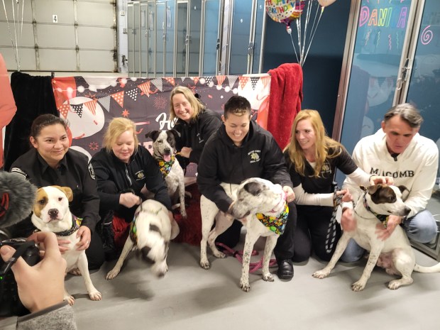 The six Australian Cattle Dog mix dogs that celebrated their first birthday Wednesday have been at Macomb County Animal Control for 10 months. (PHOTO BY SUSAN SMILEY)