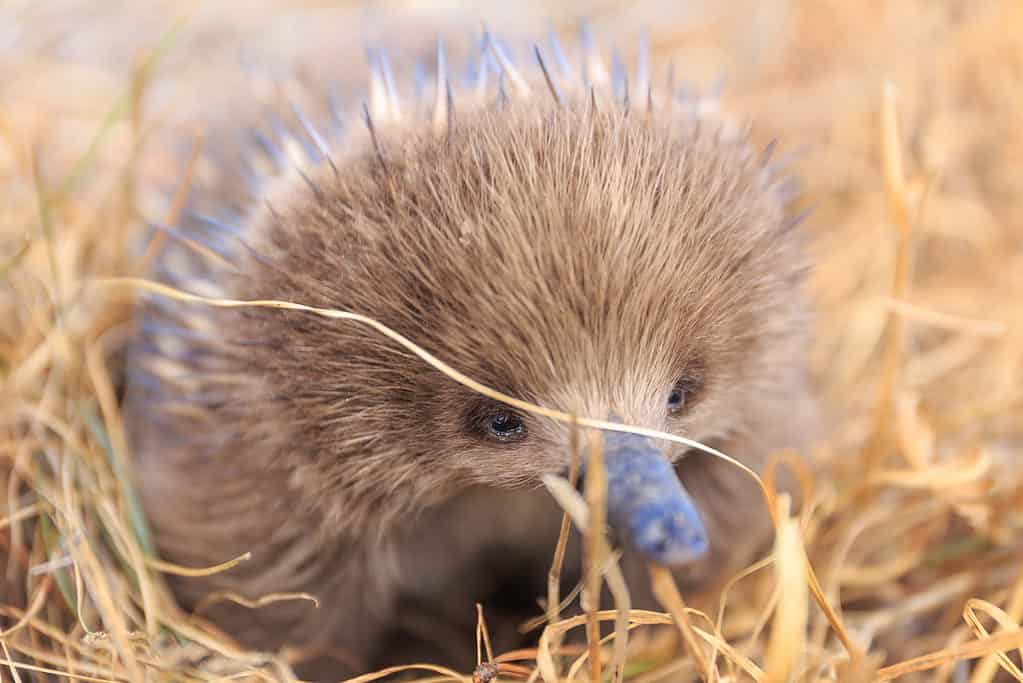 Echidna Baby