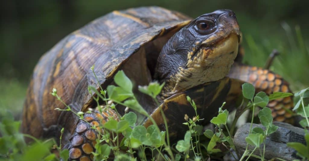 Female Wood Turtle Laying Eggs