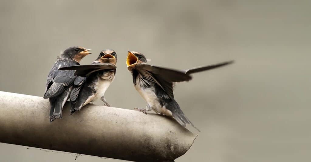 Animals That Use Sonar-swiftlet