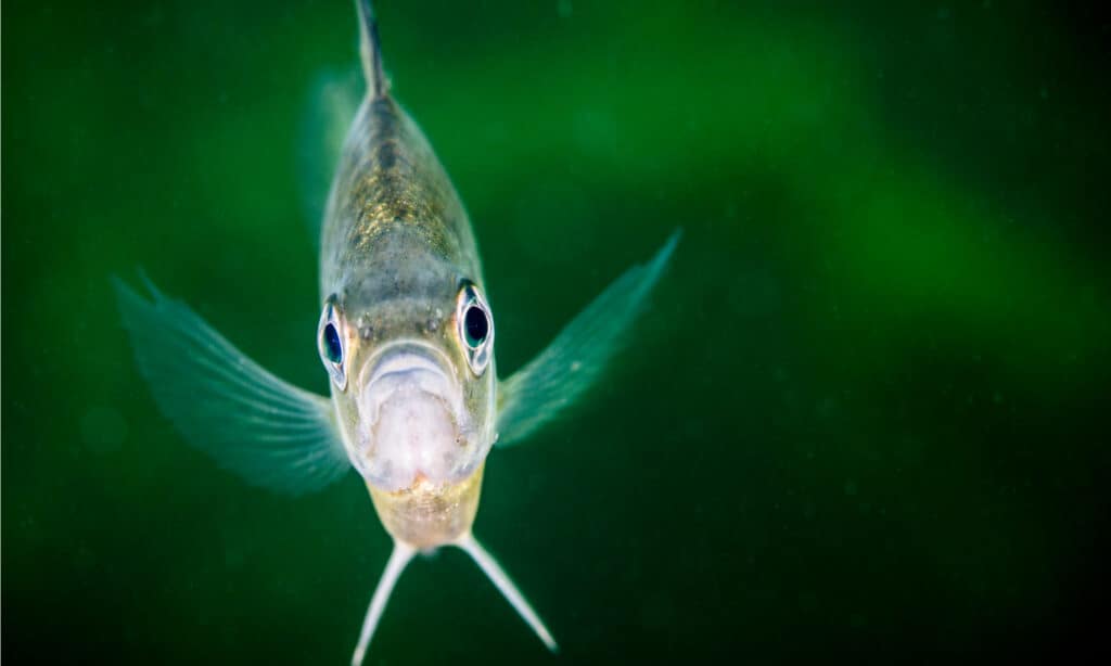 Bluegill underwater in the St. Lawrence River in Canada. The bluegill has a bluish tinge of scales on its face.